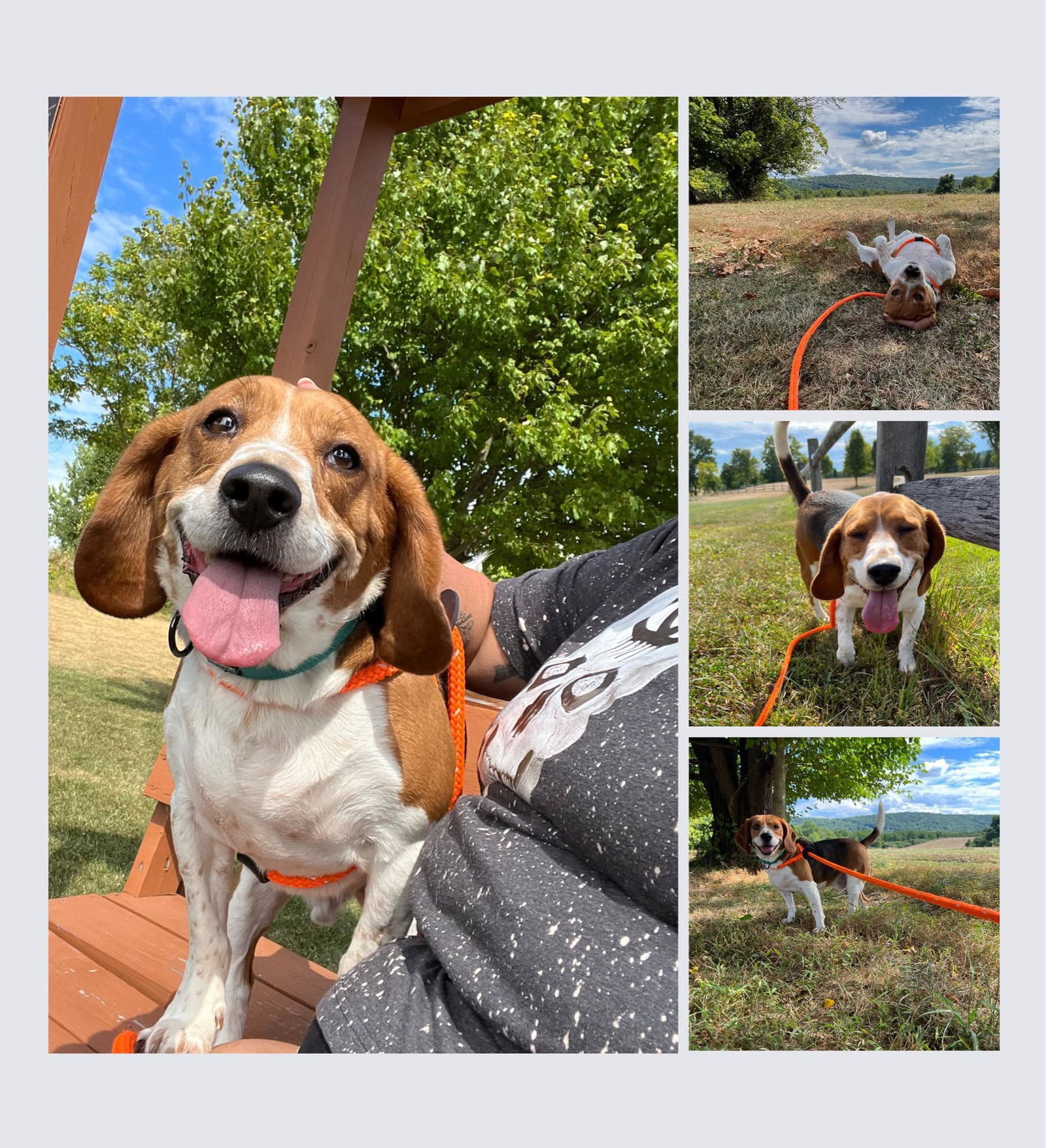 Cooper, an adoptable Beagle in Chester, NJ, 07930 | Photo Image 1