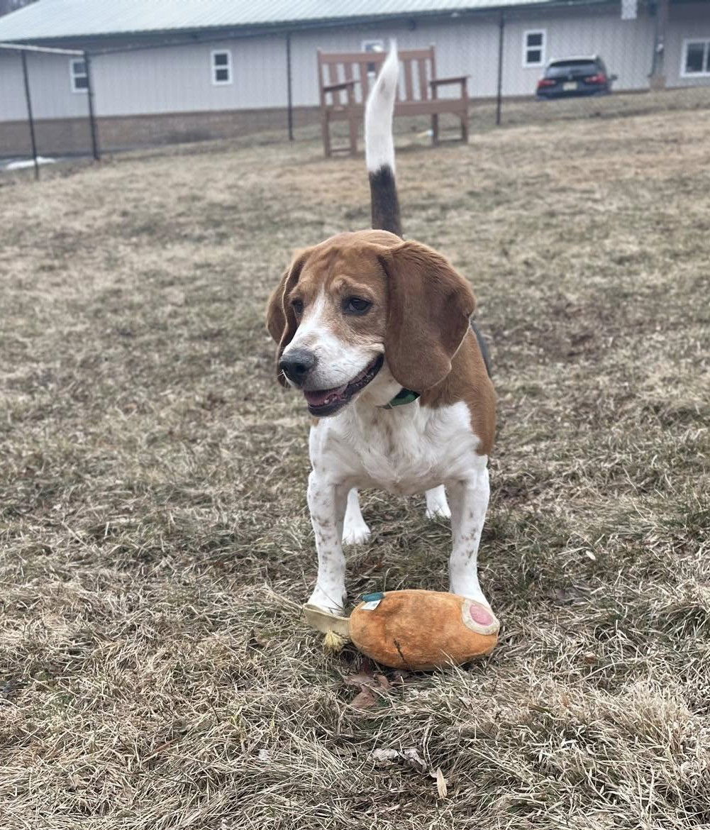 Cooper, an adoptable Beagle in Chester, NJ, 07930 | Photo Image 1