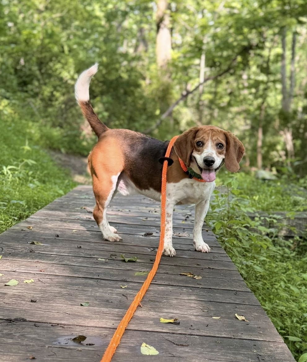 Cooper, an adoptable Beagle in Chester, NJ, 07930 | Photo Image 1