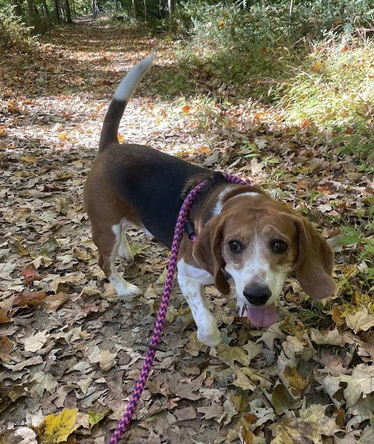 Cooper, an adoptable Beagle in Chester, NJ, 07930 | Photo Image 1