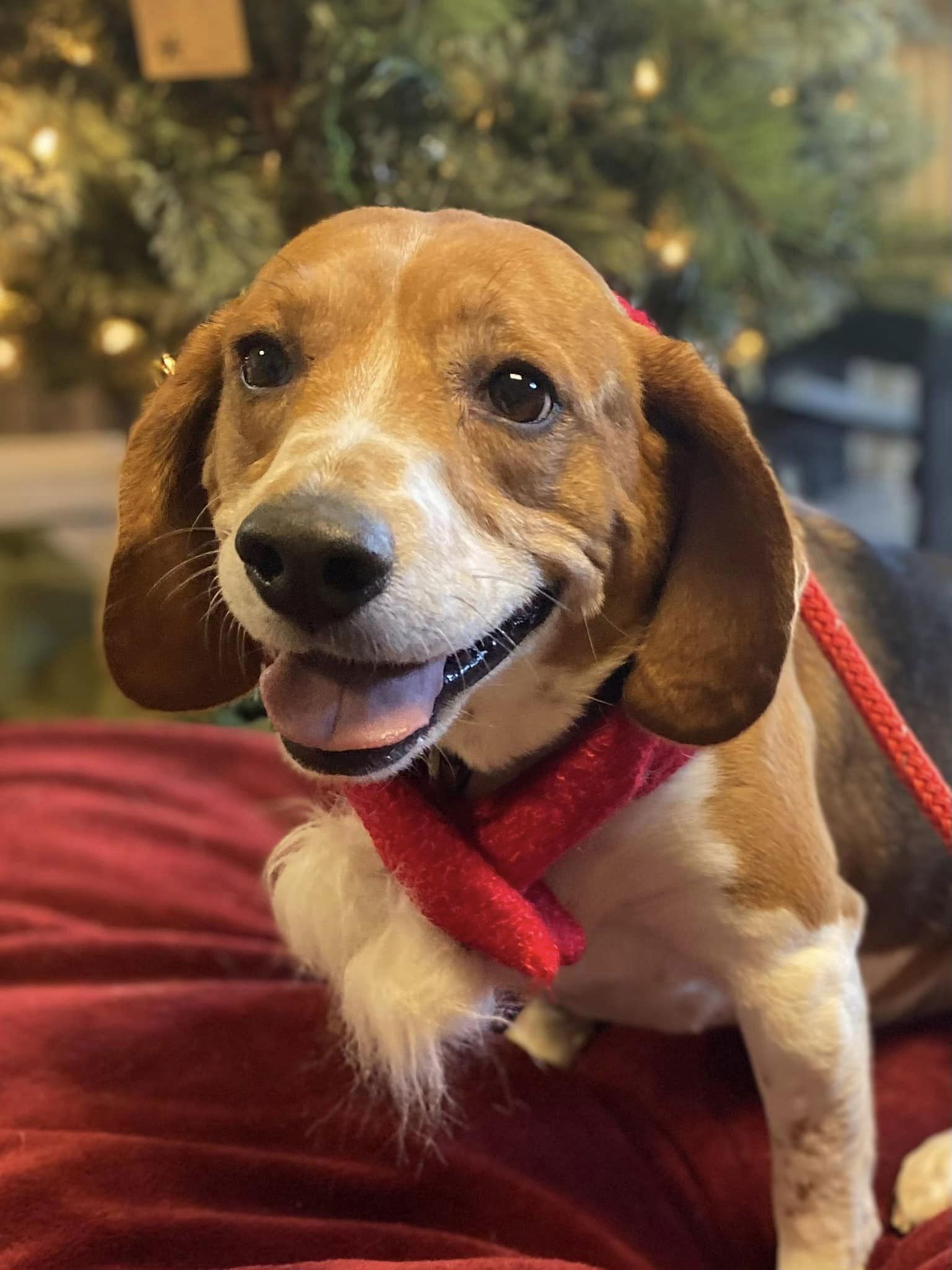 Cooper, an adoptable Beagle in Chester, NJ, 07930 | Photo Image 2