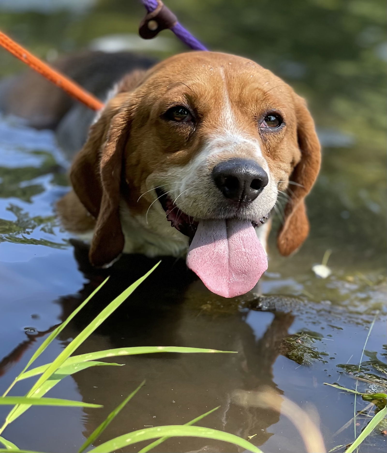 Cooper, an adoptable Beagle in Chester, NJ, 07930 | Photo Image 2