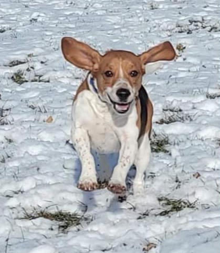 Cooper, an adoptable Beagle in Chester, NJ, 07930 | Photo Image 2