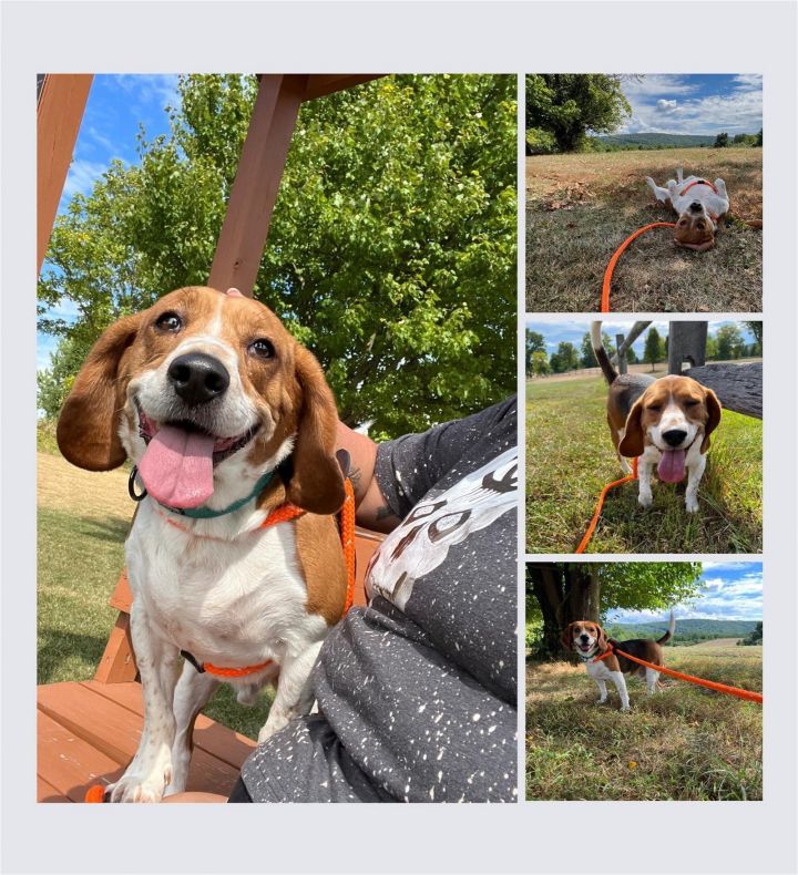 Cooper, an adoptable Beagle in Chester, NJ_image-3