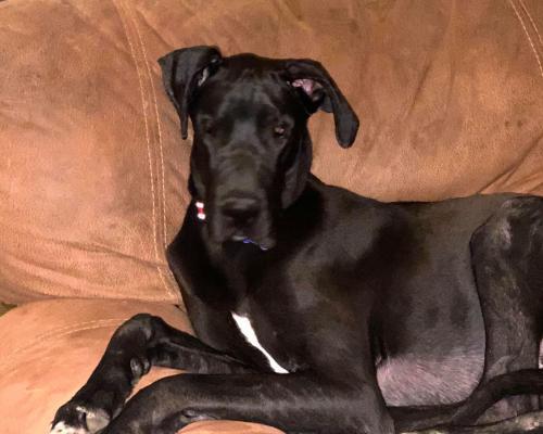 Dog For Adoption Jimmy A Great Dane In Colorado Springs Co Petfinder