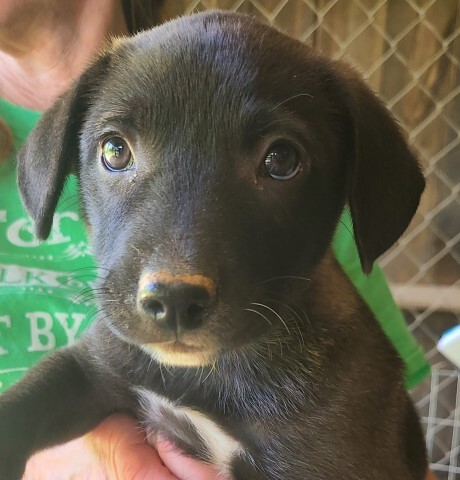 Dog For Adoption Locke A Golden Retriever Labrador Retriever Mix In Lenoir Nc Petfinder