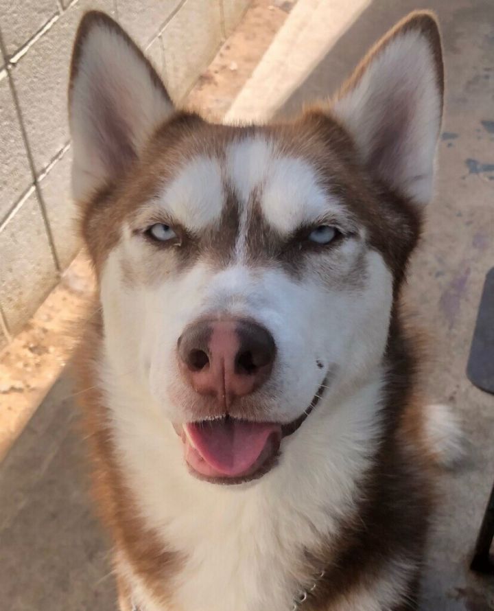 Socal sales husky rescue