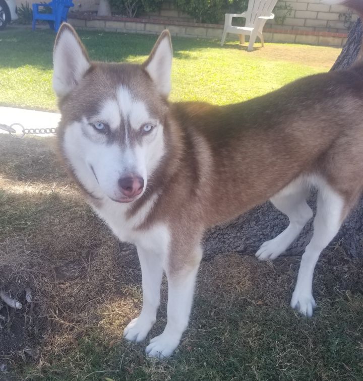 Southern store siberian huskies