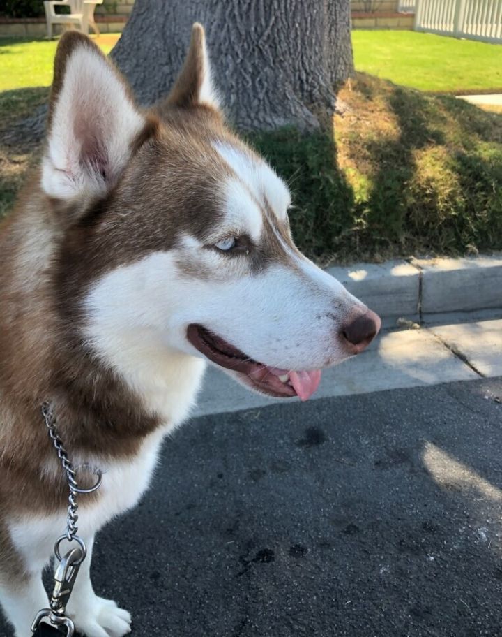 Lenny, an adoptable Siberian Husky in Newport Beach, CA_image-4