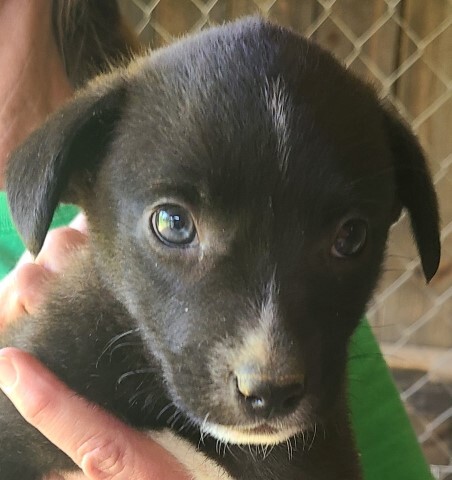 Dog For Adoption Link A Golden Retriever Labrador Retriever Mix In Lenoir Nc Petfinder