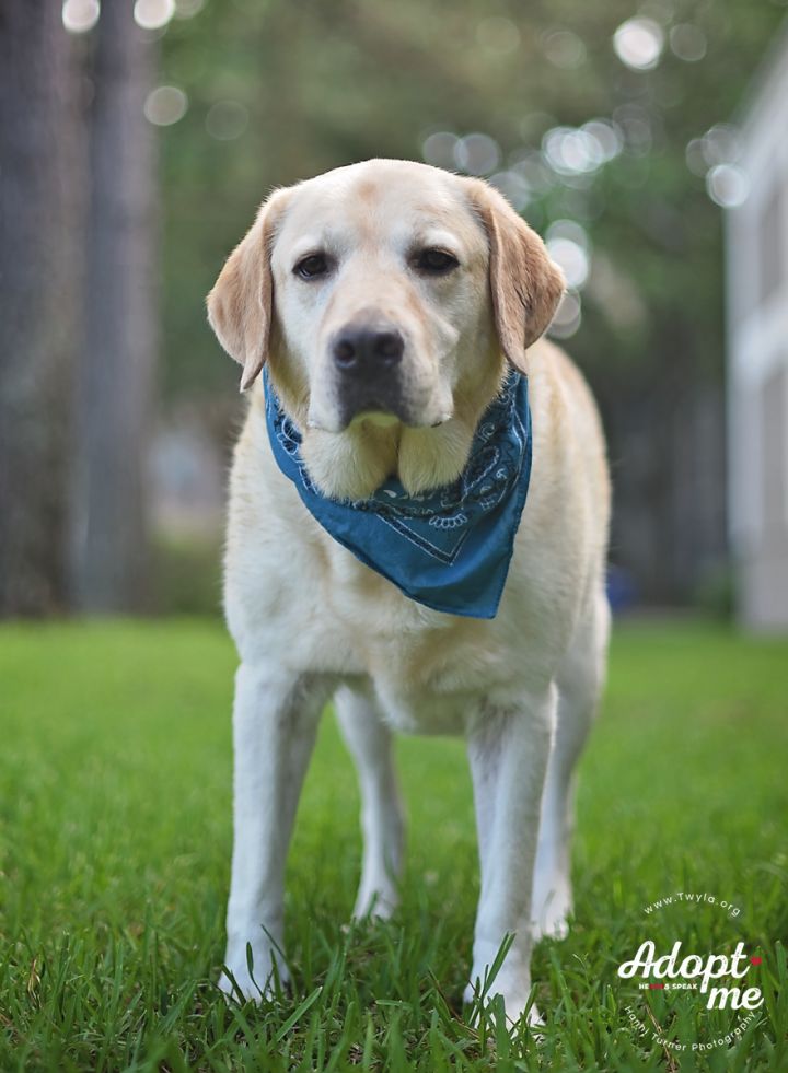 LuckyCharm, an adopted Labrador Retriever in Kingwood, TX_image-2