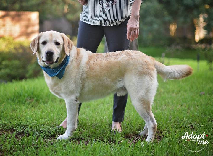 LuckyCharm, an adopted Labrador Retriever in Kingwood, TX_image-3