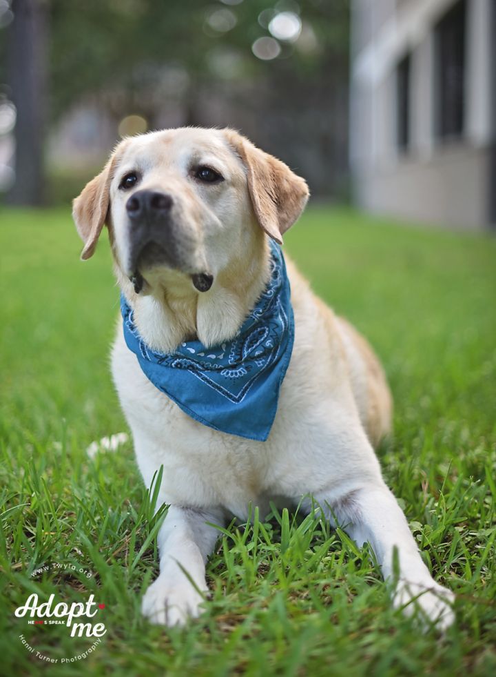 LuckyCharm, an adopted Labrador Retriever in Kingwood, TX_image-4