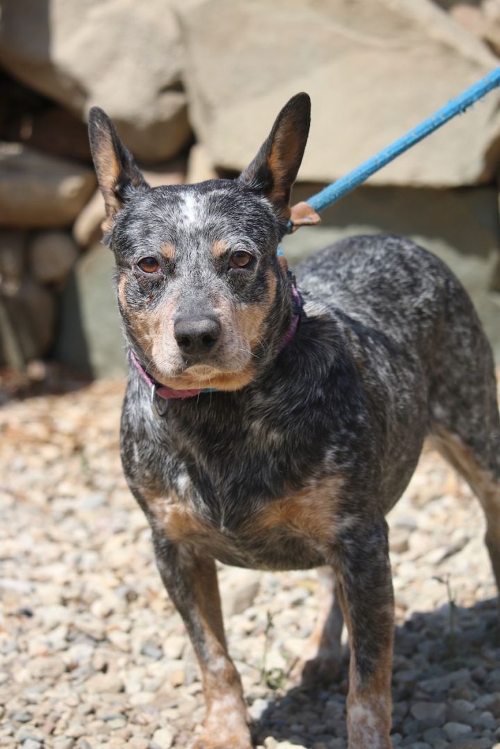 Betsy, an adoptable Australian Cattle Dog / Blue Heeler Mix in Fillmore, CA_image-3