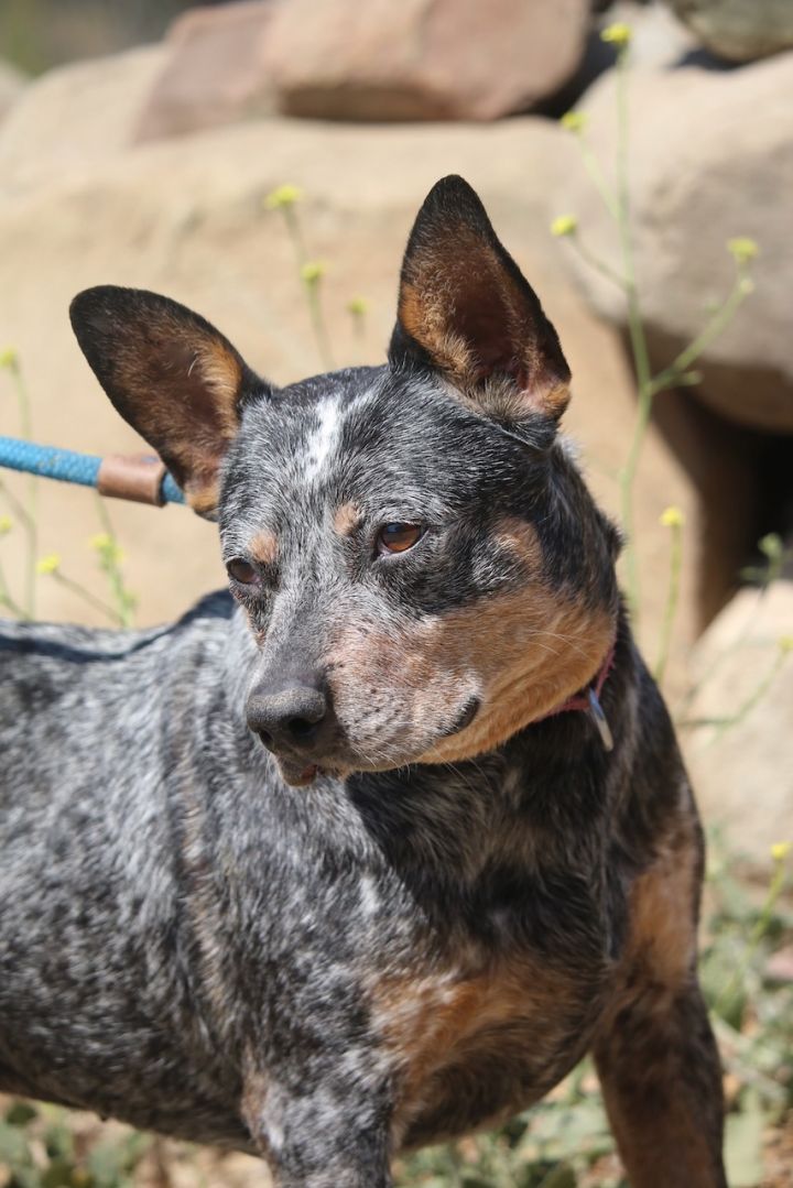 Betsy, an adoptable Australian Cattle Dog / Blue Heeler Mix in Fillmore, CA_image-4