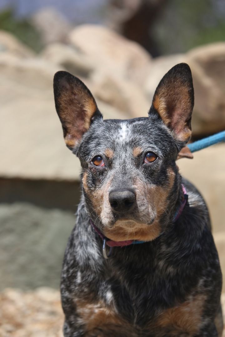 Betsy, an adoptable Australian Cattle Dog / Blue Heeler Mix in Fillmore, CA_image-5