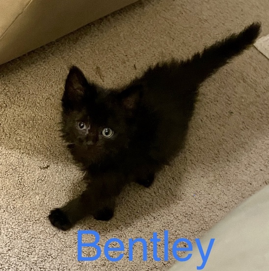 Bentley