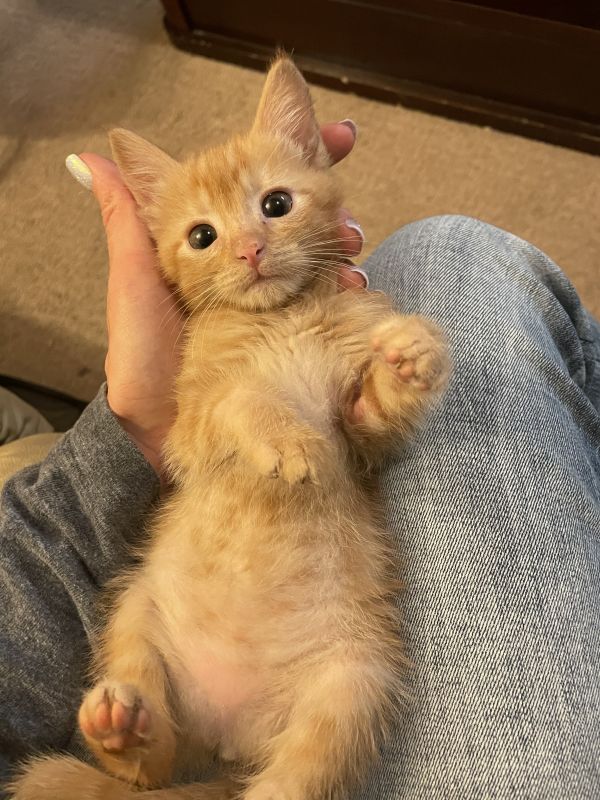 Pumpkin