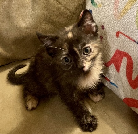 Pepper