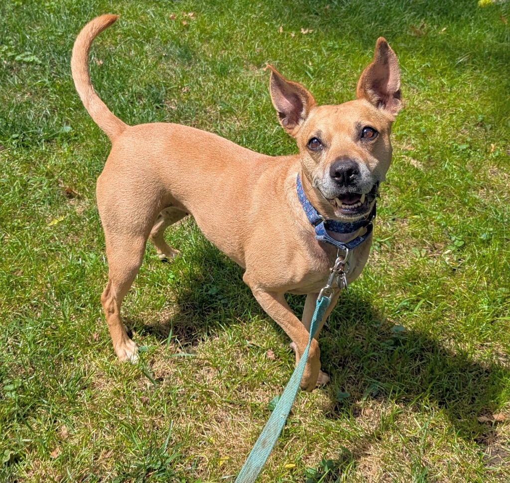 Phoebe, an adoptable Cattle Dog, Terrier in Johnston, IA, 50131 | Photo Image 1