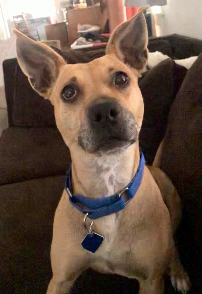 Phoebe, an adoptable Cattle Dog, Terrier in Johnston, IA, 50131 | Photo Image 2