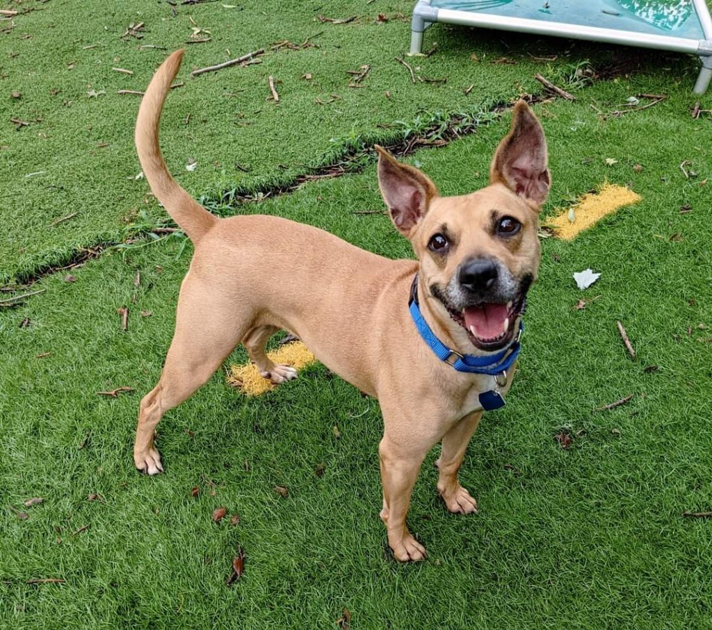 Phoebe, an adoptable Cattle Dog, Terrier in Johnston, IA, 50131 | Photo Image 4