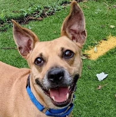 Phoebe, an adoptable Cattle Dog, Terrier in Johnston, IA, 50131 | Photo Image 5