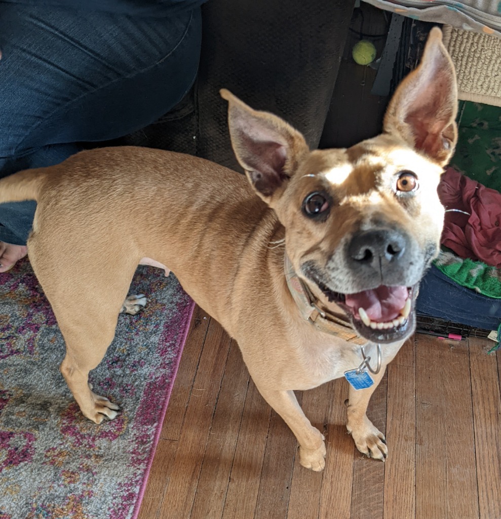 Phoebe, an adoptable Terrier in Johnston, IA, 50131 | Photo Image 6