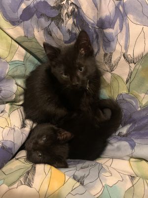 Eliza & Angelica - Pending Adoption