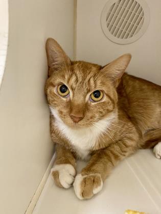 Owen, an adopted Domestic Short Hair Mix in Lowell, MA_image-1