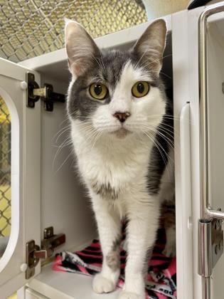 Flora, an adopted Domestic Short Hair Mix in Lowell, MA_image-1