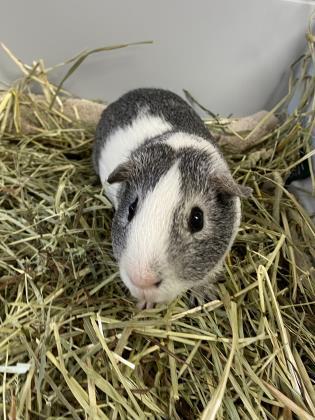 Joey, an adopted Guinea Pig in Lowell, MA_image-2