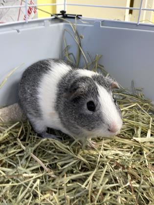 Joey, an adopted Guinea Pig in Lowell, MA_image-4