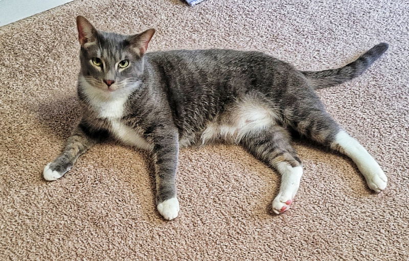 Zeus, an adoptable Tabby in Locust Grove, GA, 30248 | Photo Image 1