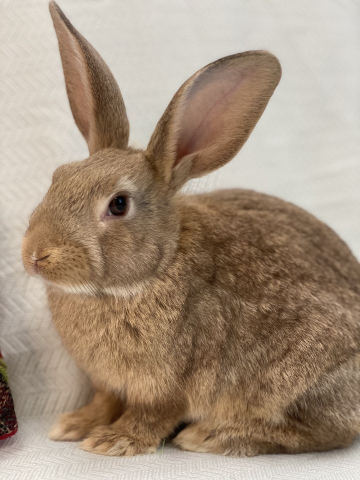 Zane, an adoptable Bunny Rabbit Mix in Westerville, OH_image-2