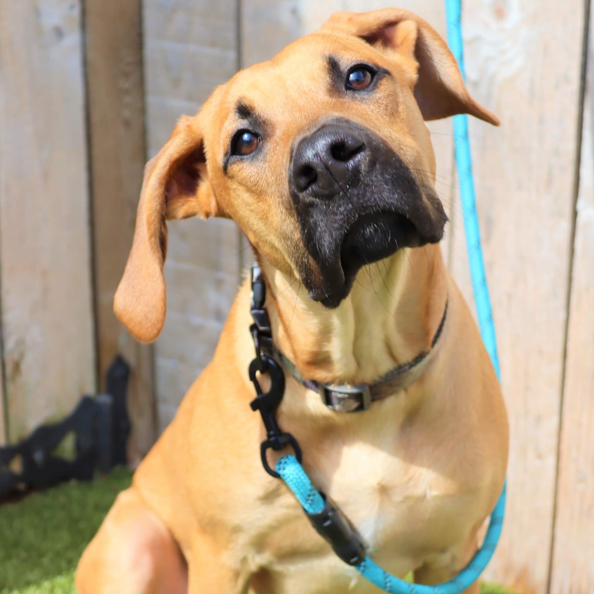 Rudolph, an adoptable Rhodesian Ridgeback in Springfield, MO, 65804 | Photo Image 2