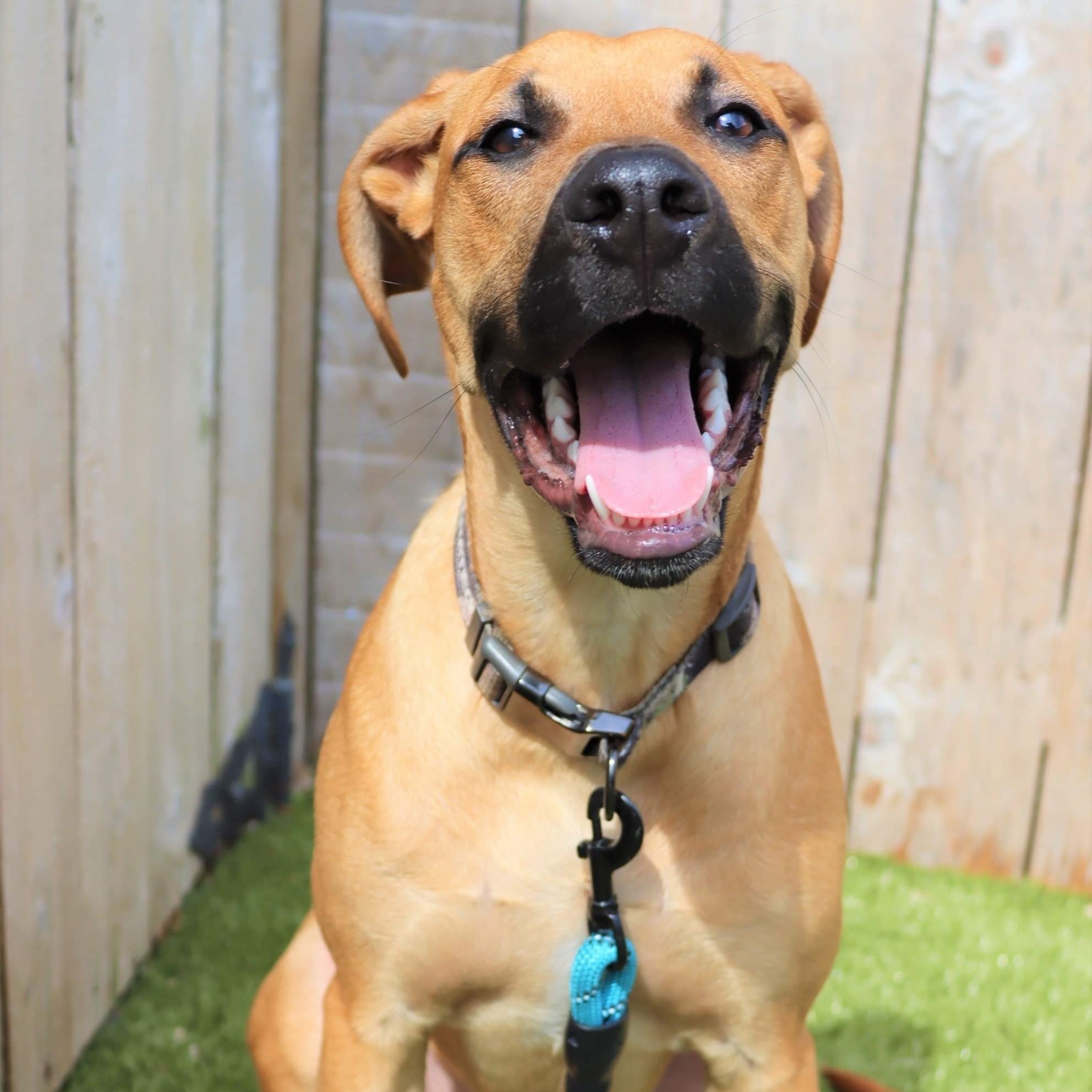 Rudolph, an adoptable Rhodesian Ridgeback in Springfield, MO, 65804 | Photo Image 3