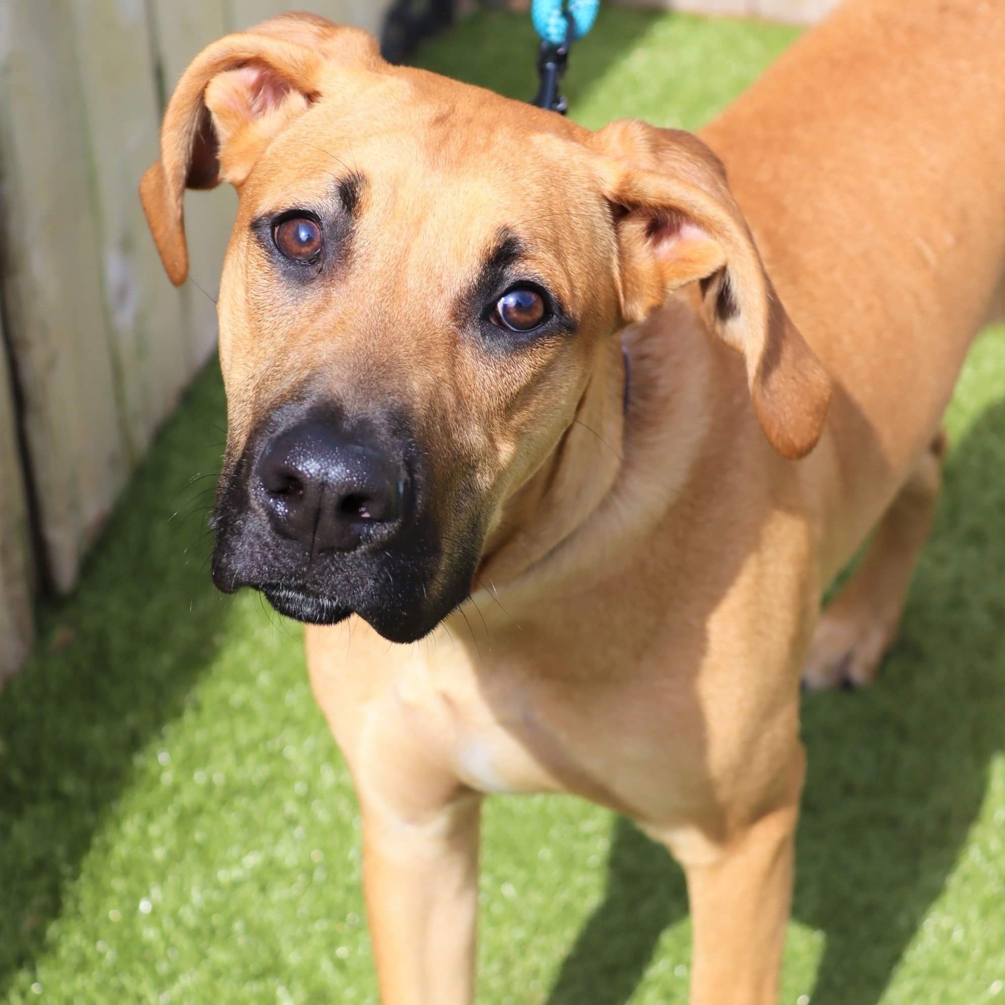 Rudolph, an adoptable Rhodesian Ridgeback in Springfield, MO, 65804 | Photo Image 4