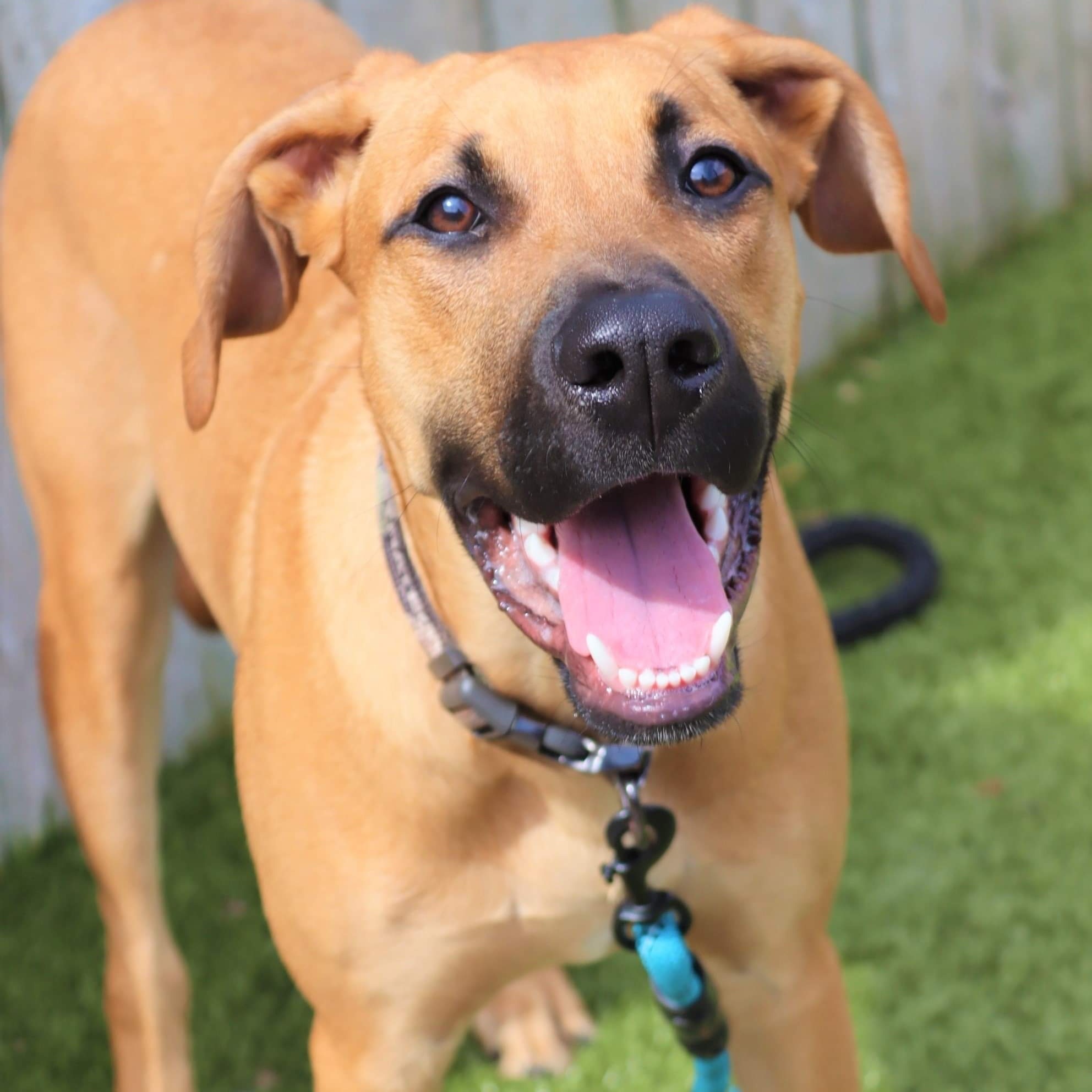 Rudolph, an adoptable Rhodesian Ridgeback in Springfield, MO, 65804 | Photo Image 5