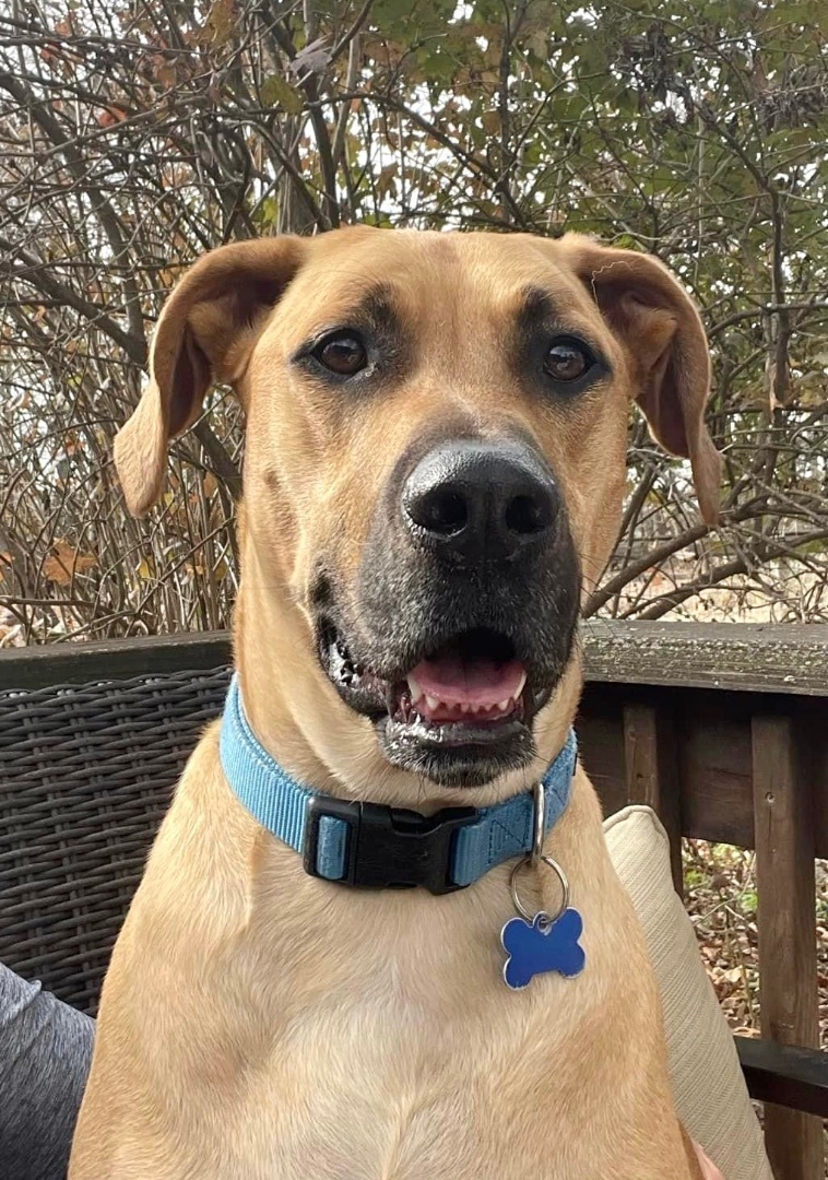 Rudolph, an adoptable Rhodesian Ridgeback in Springfield, MO, 65804 | Photo Image 1