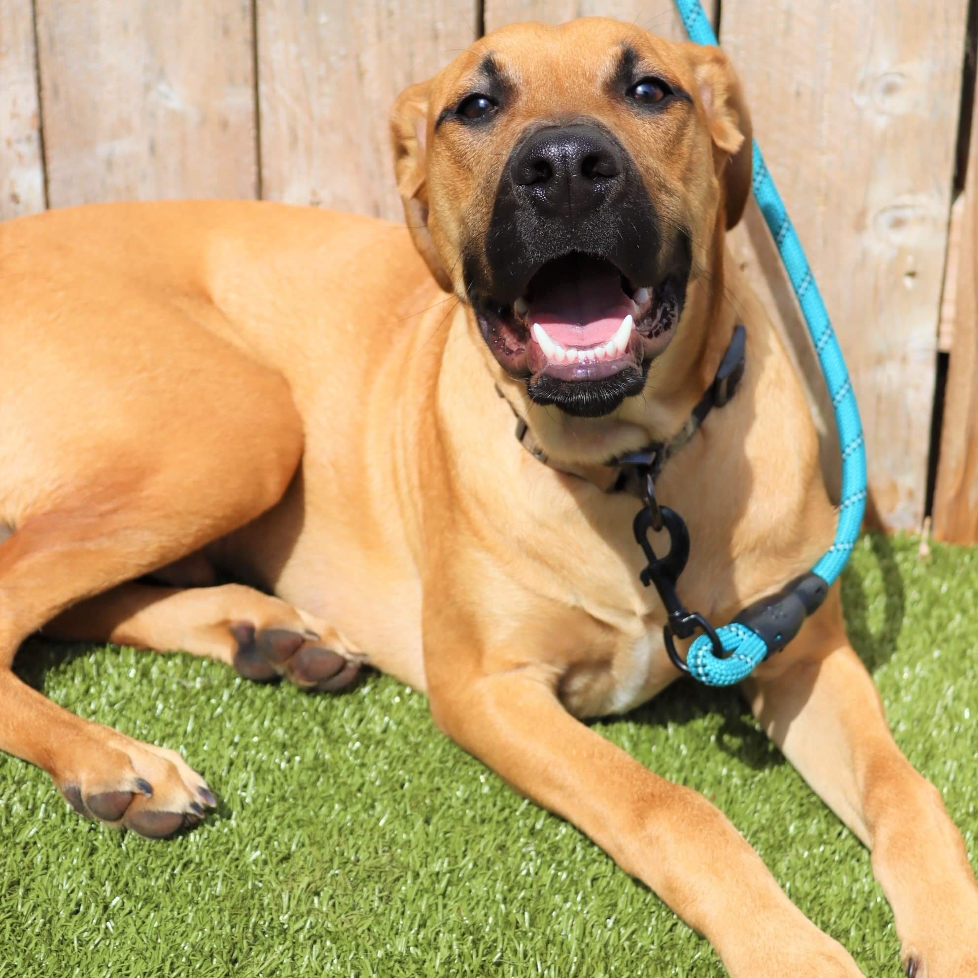 Rudolph, an adoptable Rhodesian Ridgeback in Springfield, MO, 65804 | Photo Image 6