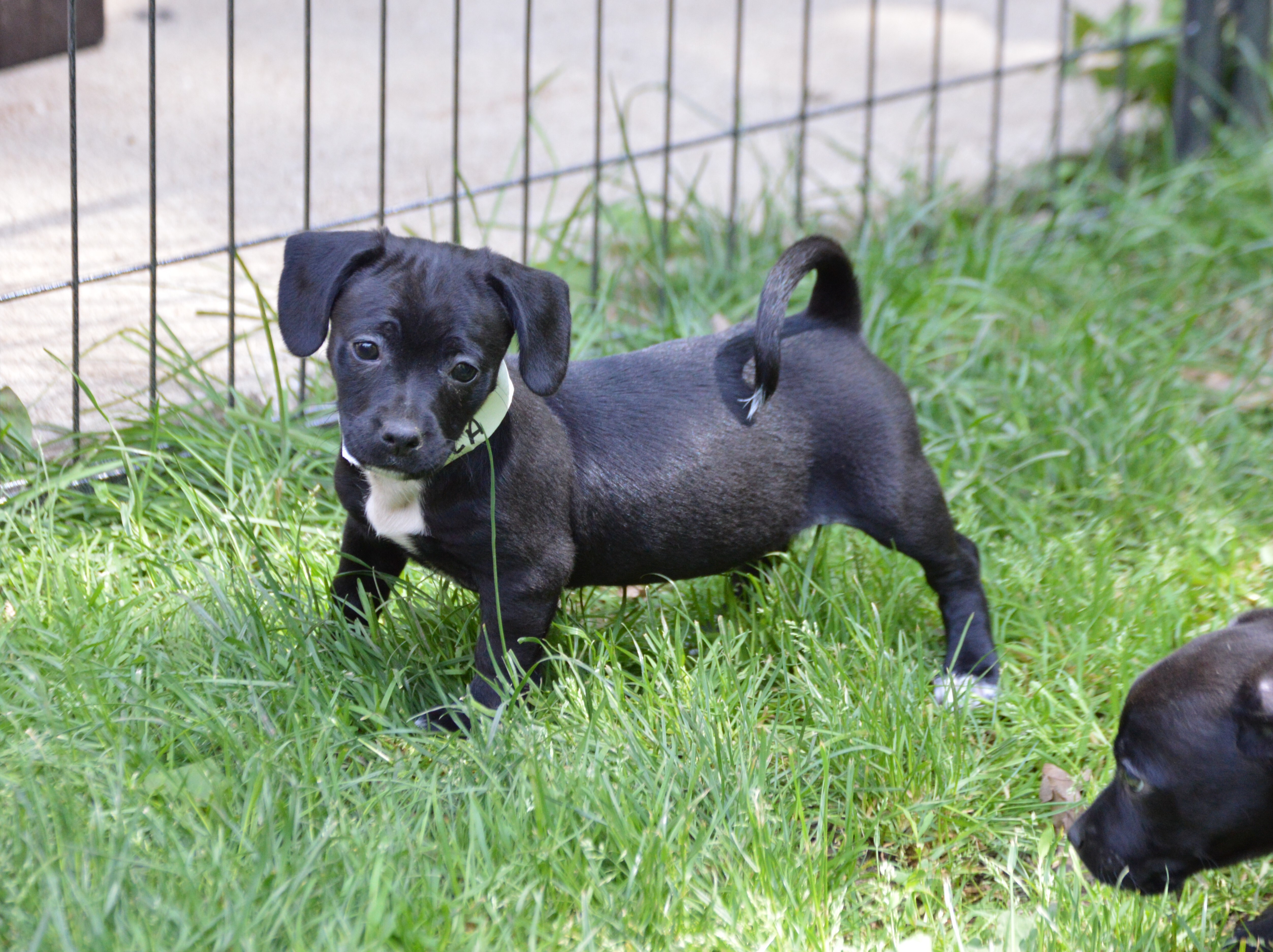 Dog For Adoption Dayla A Shih Tzu Mix In Oakdale Mn Petfinder