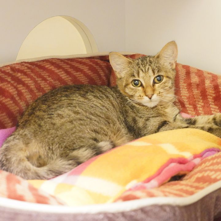Cleo, an adoptable Domestic Short Hair in Arlington Heights, IL_image-1