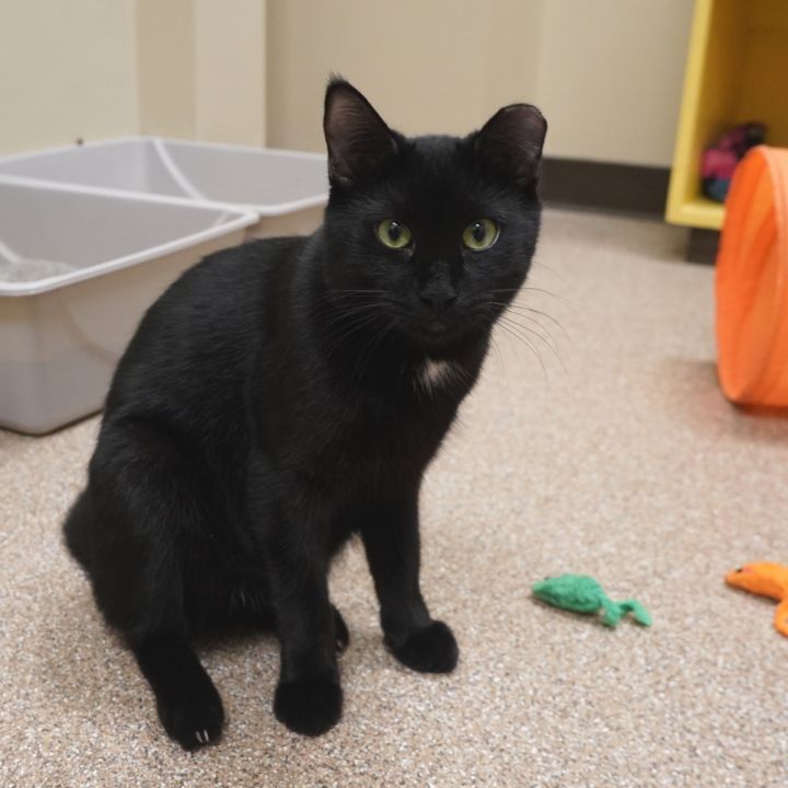 Frankie, an adoptable Domestic Short Hair in Arlington Heights, IL_image-1
