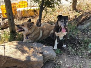 Dogs For Adoption Near California Ca Petfinder