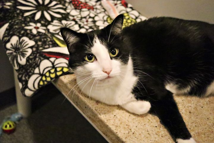 Cat for adoption Chuy, a Domestic Short Hair in Lincoln, NE Petfinder