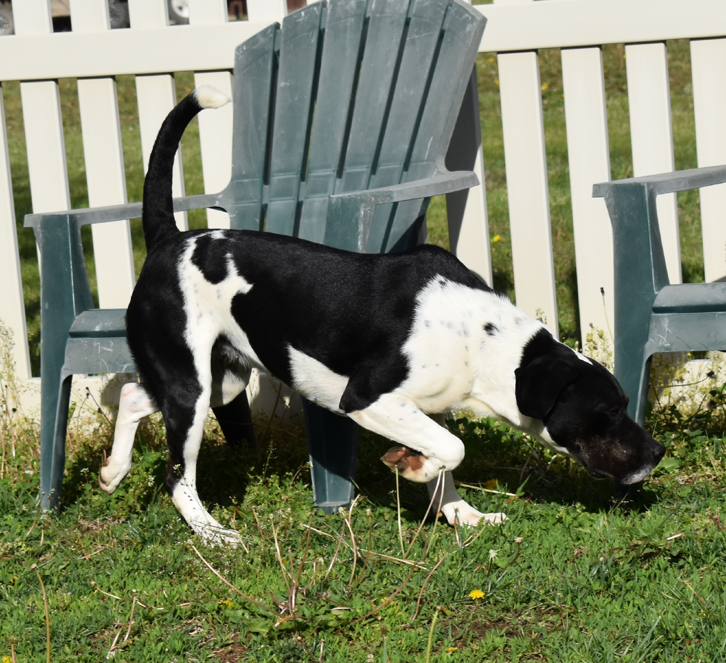 Jadie, an adoptable Great Dane, Labrador Retriever in Auburn, NE, 68305 | Photo Image 2