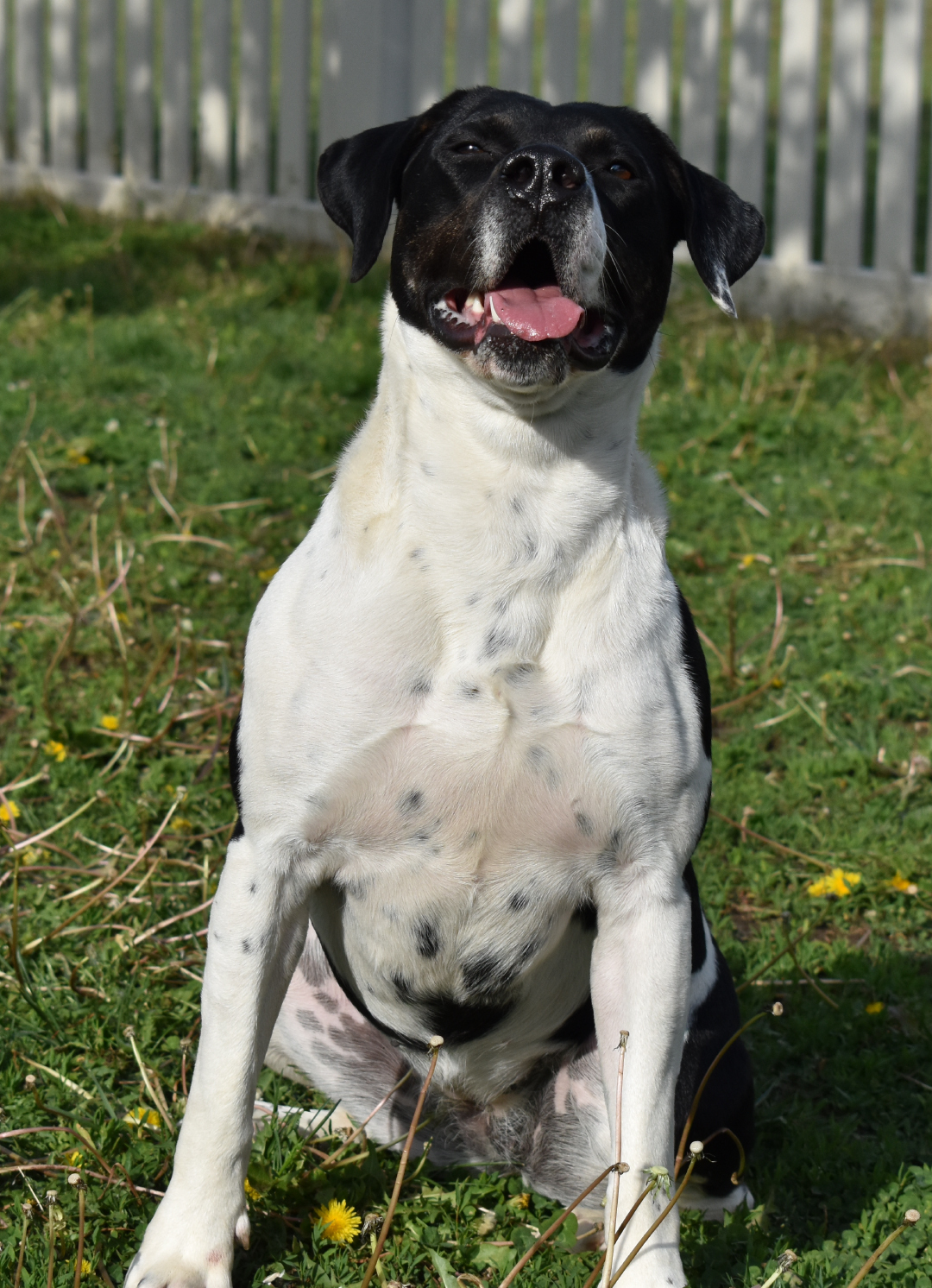 Jadie, an adoptable Great Dane, Labrador Retriever in Auburn, NE, 68305 | Photo Image 3