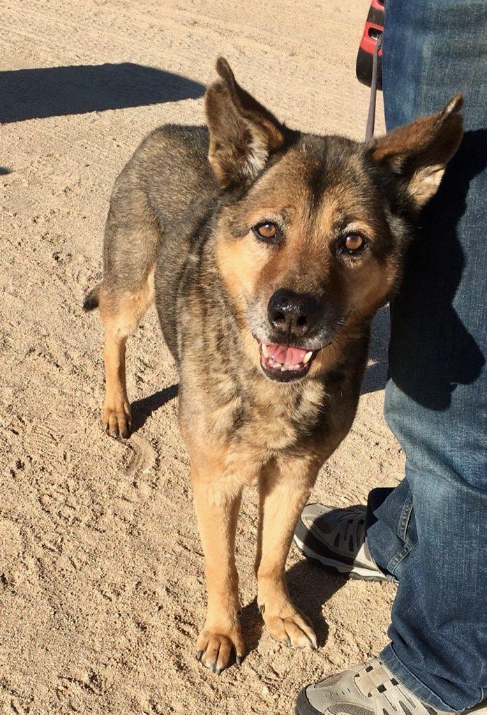 Dog For Adoption Andre A German Shepherd Dog Mix In Lancaster Ca Petfinder