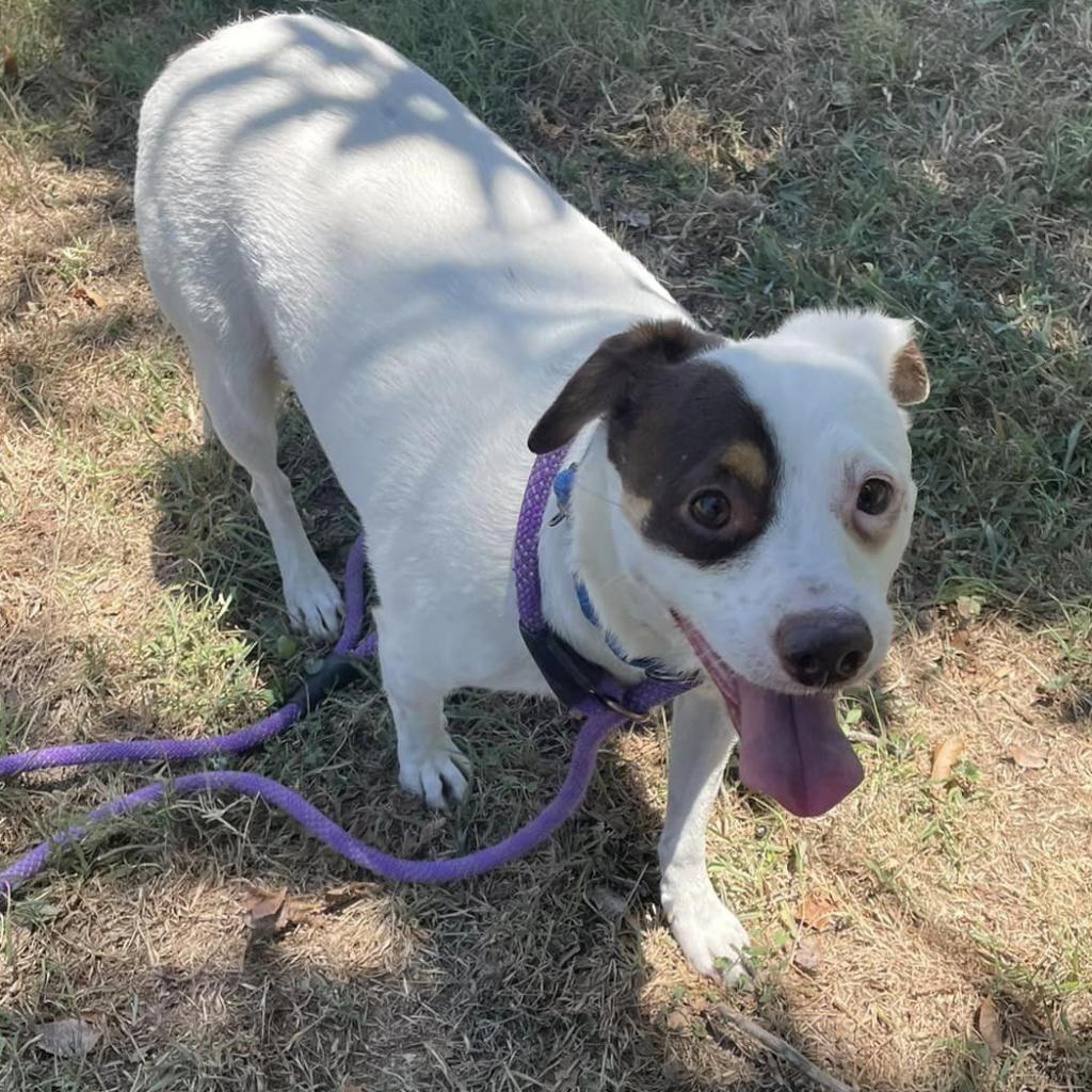 Gambit SC*, an adoptable Beagle, Jack Russell Terrier in Austin, TX, 78701 | Photo Image 4